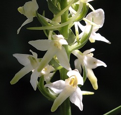Любка двулистная многолетнее травянистое растение семейства Орхидных